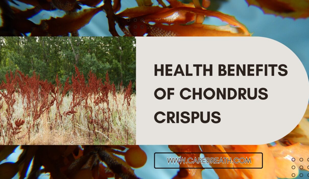 Health Benefits of Chondrus Crispus (Irish Sea Moss)