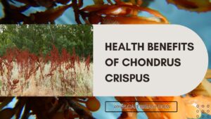 Health Benefits of Chondrus Crispus (Irish Sea Moss)