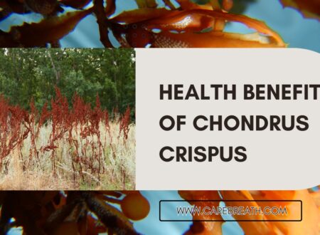 Health Benefits of Chondrus Crispus (Irish Sea Moss)