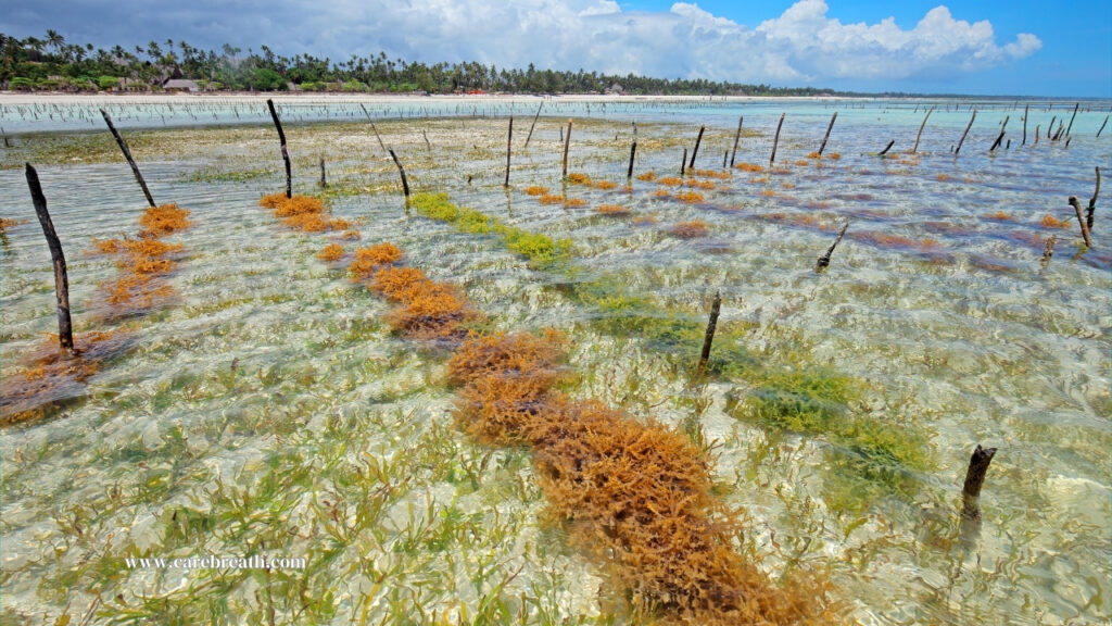 Ogo Seaweed harvesting