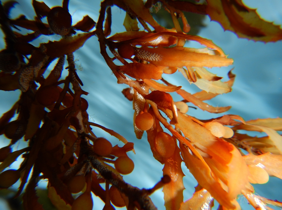 Mull Seaweed