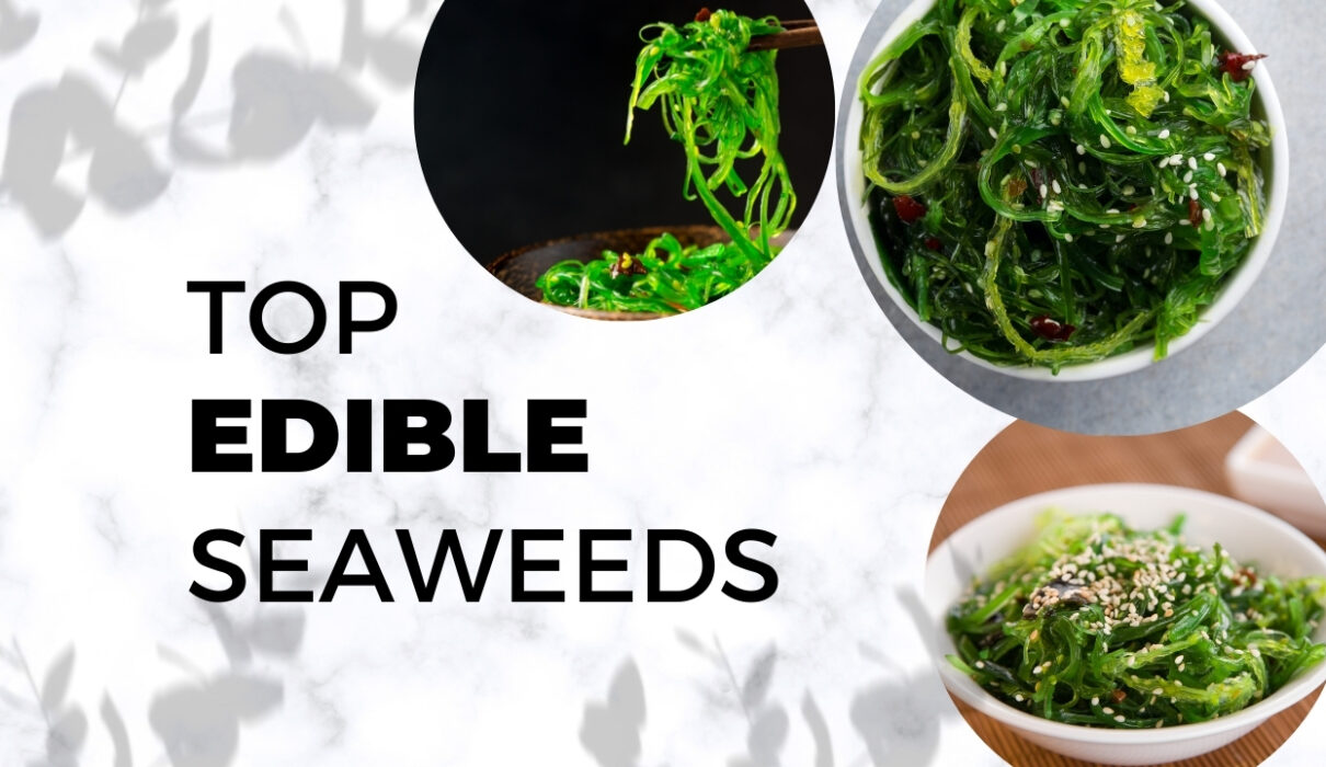 Top Edible Seaweeds