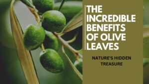 The Incredible Benefits of Olive Leaves: Nature's Hidden Treasure