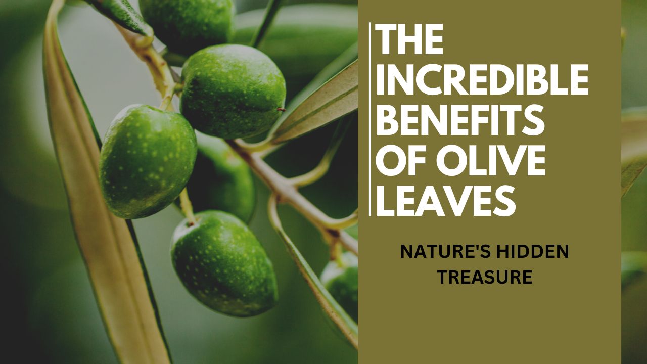 The Incredible Benefits of Olive Leaves: Nature's Hidden Treasure